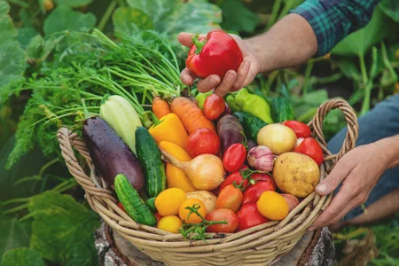 A man with a harvest of vegetables in the garden