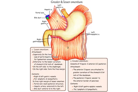 Greater & lesser omentum