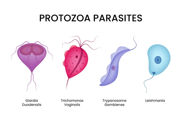 Types of Protozoa Parasites in Intestines
