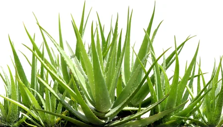 Aloe Vera