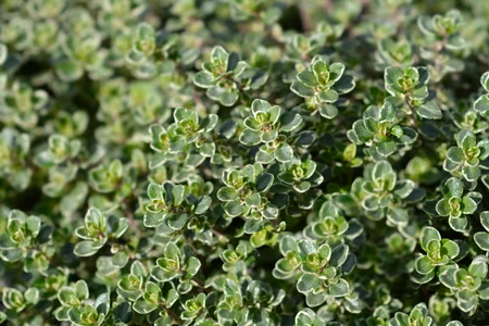 Lemon Thyme Leaves