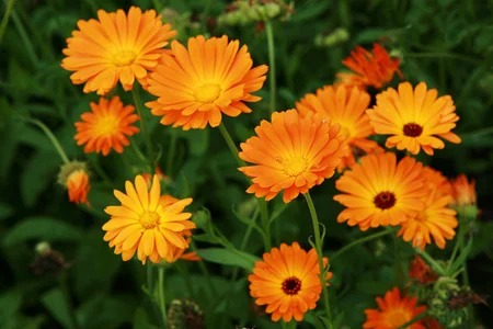Orange Calendula
