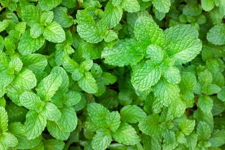 Peppermint indigestion remedy