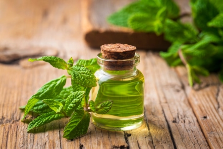 Fresh green mint and mint oil