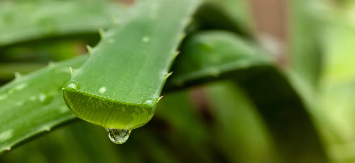the best aloe vera gel Aloe Anytime Gel with Vitamin E