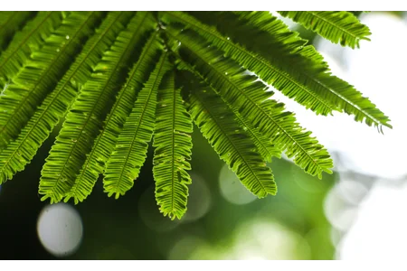 Khadira - Acacia-catechu