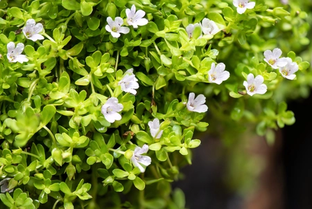 Brahmi or bacopa monnieri flowers