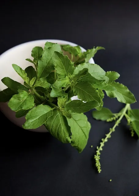 Tulsi is on the best 50 Ayurvedic herbs list 