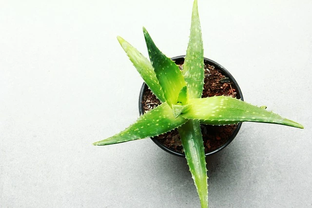 Aloe vera can be seen in the list of top 50 Ayurvedic herbs