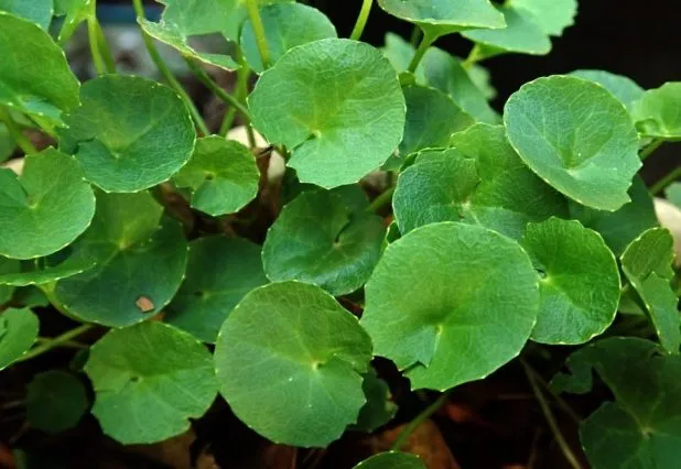 image of Ayurvedic herb gotu kola