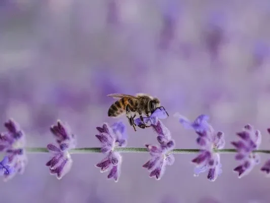 raw-honey-benefits-raw-honey-uses-types-of-honey-2