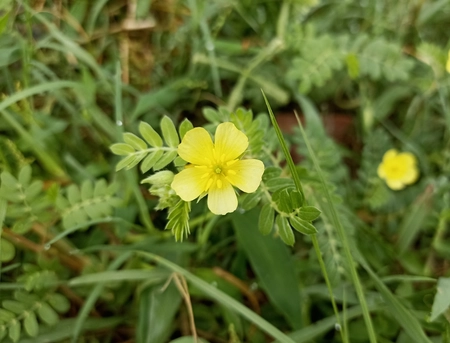 Yellow flower of Devil's Thorn (Tribulus terrestris) plant.