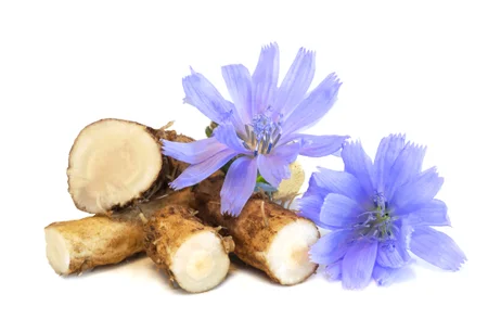 Dry roots of chicory ayurveda