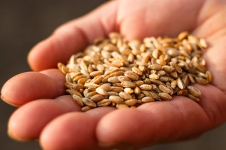 Spelt seeds on the hands of a woman