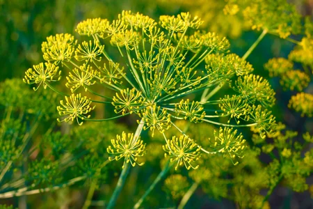 Ayurvedic benefits of Fennel seeds