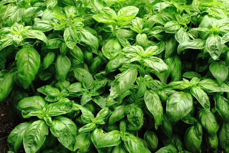 Basil plant background