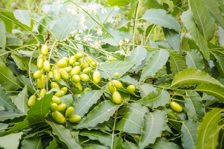Close up of medicinal neem leaves with its fruits